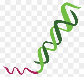 Sirna With Dna Extension - Calligraphy Clipart