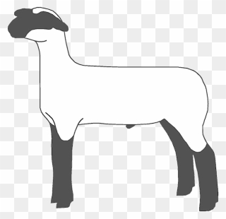Sheep Goat Cattle Clip Art Mammal - Show Lamb Clip Art - Png Download