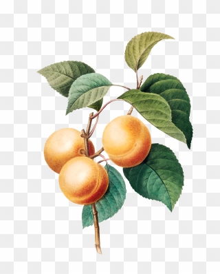 Botanical Fruit Prints Clipart