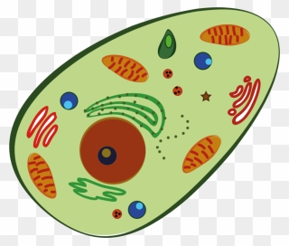 Mitochondria Transparent Sad, Picture - Cell Clipart Png