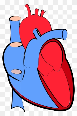 Human Heart 1700453 1280 Copy - Real Transparent Heart Png Clipart