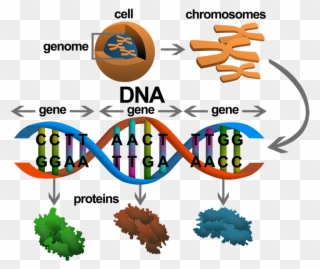 Dna Structure Clipart Genetic - Gen I Genom - Png Download