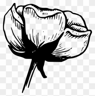 Cotton Balls Flower Drawing Boll Weevil - Black And White Transparent Clipart - Png Download