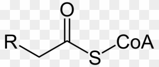 Acetyl Coa Clipart