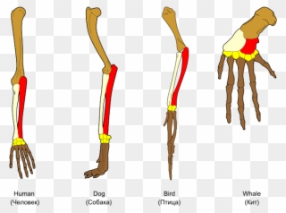 Clip Art Analogous Structures Have The Same Function - Pentadactyl Limb Divergent Evolution - Png Download