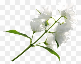 Free Png Download White Flower Png Images Background - White Flowers Transparent Background Clipart