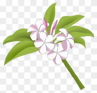 Plumeria Clipart - Bunga Kamboja Vector - Png Download