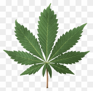 Marijuana Plant Clipart 2 » Clipart Station - Transparent Weed Leaf Png