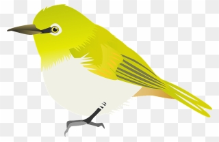 Japanese White-eye Apricot Clipart - Old World Flycatcher - Png Download