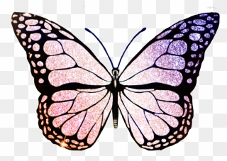 Black Butterfly Png Transparent Clipart