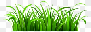 Nice Green And Beautiful Lawn Clipart Vector Transparent - Clipart Transparent Background Grass - Png Download