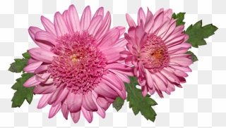 Transparent Chrysanthemum Png - Chrysantheme Png Clipart