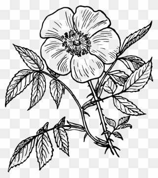 Flower Vine Clipart Black And White Clip Library Rose - Transparent Flower Outline Png