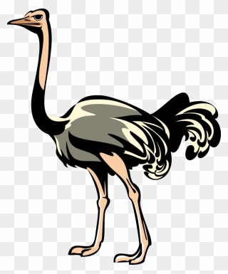 Download Png Free Transparent - Ostrich Png Clipart