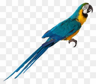 Parrot Bird Drawing - Picsart Parrot Png Clipart
