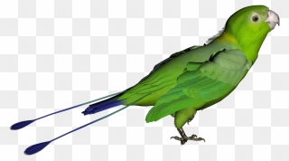 Parrot Clipart Desktop - Green Bird Transparent Background - Png Download