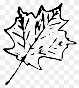 Monochrome Maple Leaf - Black And White Clipart Leaf - Png Download