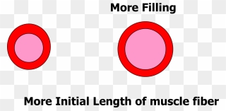 Image Of Initial Length Of Muscle Fiber - Circle Clipart