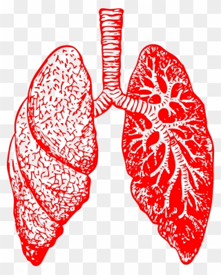 Needpix Lungs 297492 - Lung Png Clipart