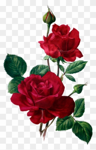 All Things Rose Flower Art - Rosas Rojas En Acuarela Clipart