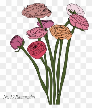 Ranunculus-19 - Rose Clipart
