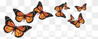 Butterfly Portable Network Graphics Clip Art Insect - Transparent Background Butterflys Png