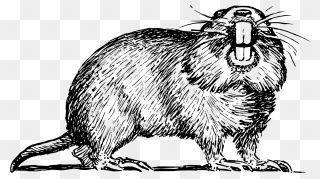 Drawing Of A Gophers Clipart