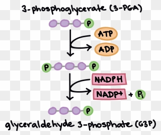 Calvin Cycle Reduction Phase Clipart