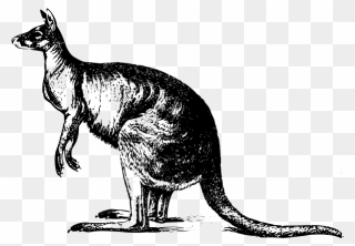 Kangaroo Illustration - Kangaroo Clipart