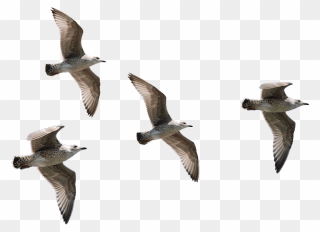 Seagulls Flying Png - Png Image Of Birds Clipart