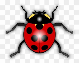 Transparent Ladybug Png - Ladybird Clipart