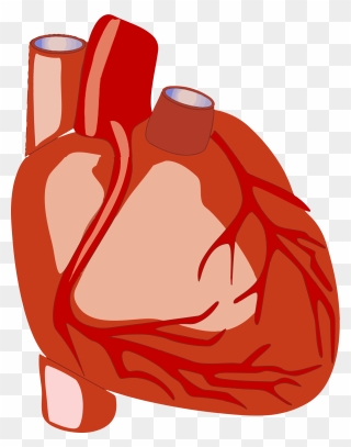 Human Heart Png Clipart Transparent Png