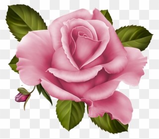 Purple Roses Png Clipart