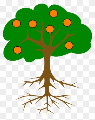 Tree With Roots And Fruits Clipart