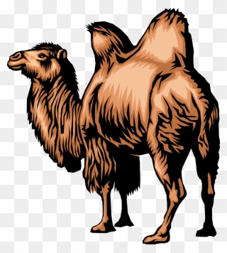 Vector Illustration Of Dromedary Two-humped Camel Beast - Mongolian Camel Clipart - Png Download