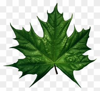 Green Leaf Clipart - Green Maple Leaves Png Transparent Png
