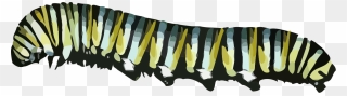 Caterpillar Clip Arts - Caterpillar With Clear Background - Png Download