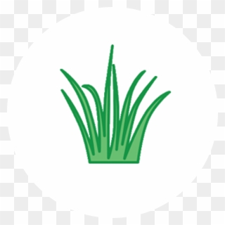 Wheatgrass - Grass Clipart