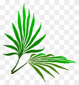 Sukkot Clip Art - Palm Frond Clip Art - Png Download