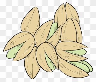 Pistachio Clipart - Lily Family - Png Download
