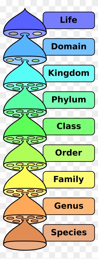 Transparent Hierarchy Clipart - Hierarchy Of Classification - Png Download