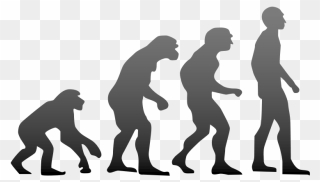 800px-human Evolution - Svg - Evolution Of Humans Clipart