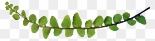 Fern Leaf Png - Plants Clipart