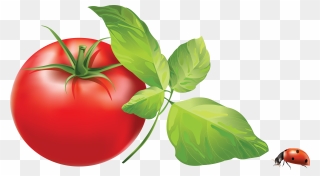 Png Picture Web Icons - Tomato Leaves Clip Art Transparent Png