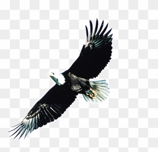Condor Drawing Eagle Wings Spread - 雄 鹰 Clipart