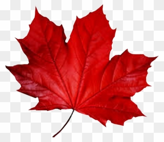Maple Leaf Smule Autumn - Fall Red Leaf Png Clipart