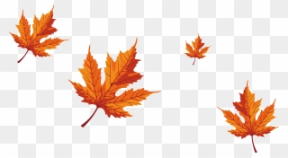 Maple Leaf Red Maple - Falling Maple Tree Leaves Clipart