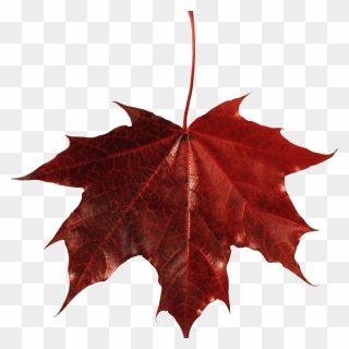 Maple Leaf Autumn Leaf Color - Red Leaves Png Transparent Clipart