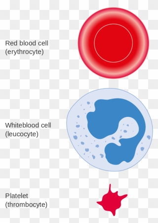 3 Cell Types In Blood Clipart