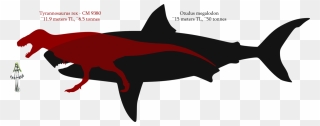 Shark Tooth Megalodon Tyrannosaurus Great White Shark - Spinosaurus Vs Megalodon Size Clipart